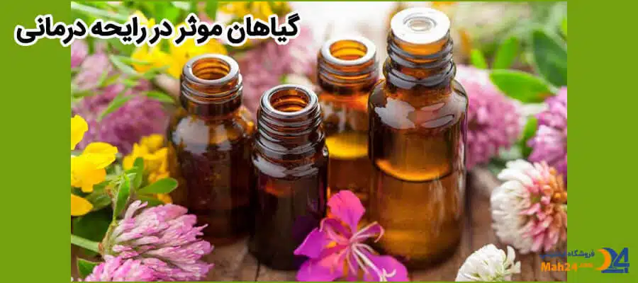 عطر درمانی یا رایحه درمانی چیست ؟ گیاهان عطر درمانی گیاهان موثر در آروماترپی