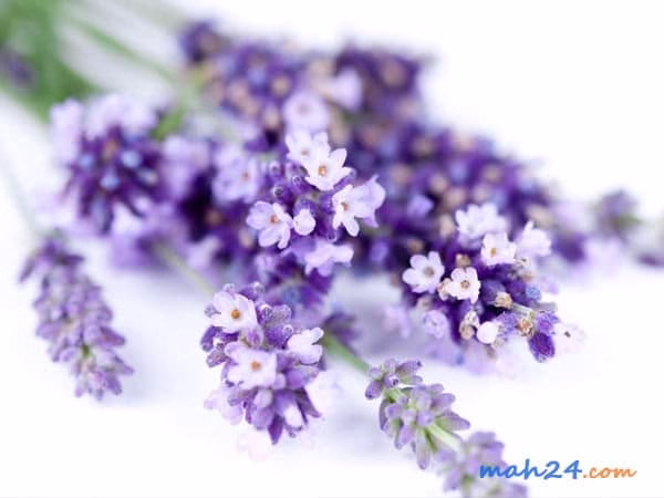 شدت رایحه